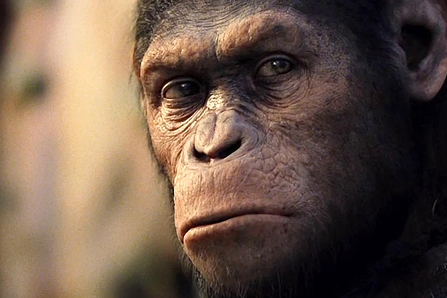 ¿Por qué nos miran los animales? (a propósito de Rise of the Planet of Apes)